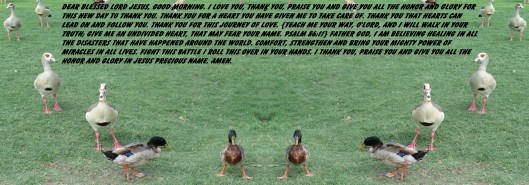 © Photo Artist Susan Ruth Robertson 090025006100 SX 540 HS  (60) - Copy - Copy.JPG