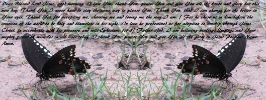 © Photo Artist Susan Ruth Robertson 090025006100 SX 400 (25) - Copy.JPG