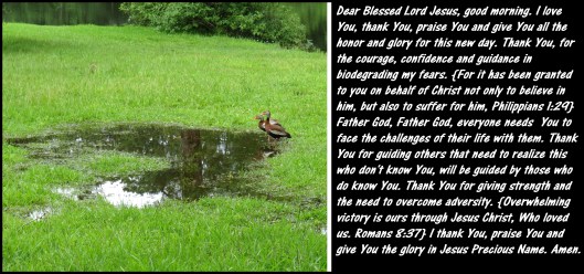 © Photo Artist Susan Ruth Robertson 090025006100 SX 540HS   (77) - Copy.JPG