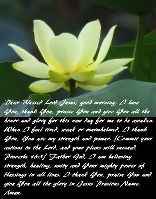 © Photo Artist Susan Ruth Robertson 090025006100 SX 540HS (14) - Copy.JPG