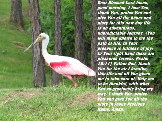 © Photo Artist Susan Ruth Robertson 090025006100 SX 540HS   (31) - Copy.JPG