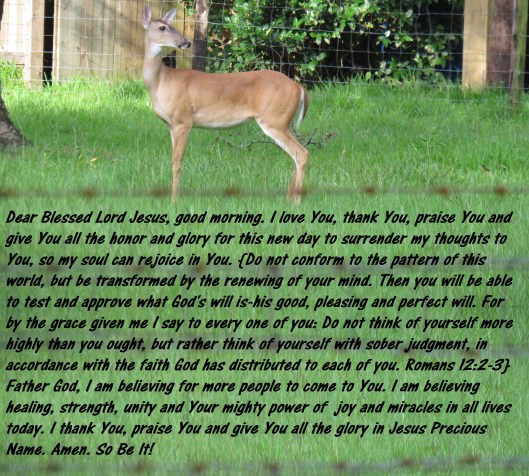 © Photo Artist Susan Ruth Robertson 090025006100 SX 540HS (4) - Copy.JPG
