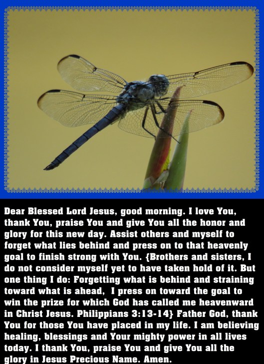 © Photo Artist Susan Ruth Robertson 090025006100 SX 540HS (41) - Copy.JPG