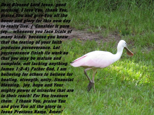 © Photo Artist Susan Ruth Robertson 090025006100 SX 540HS  (64) - Copy.JPG