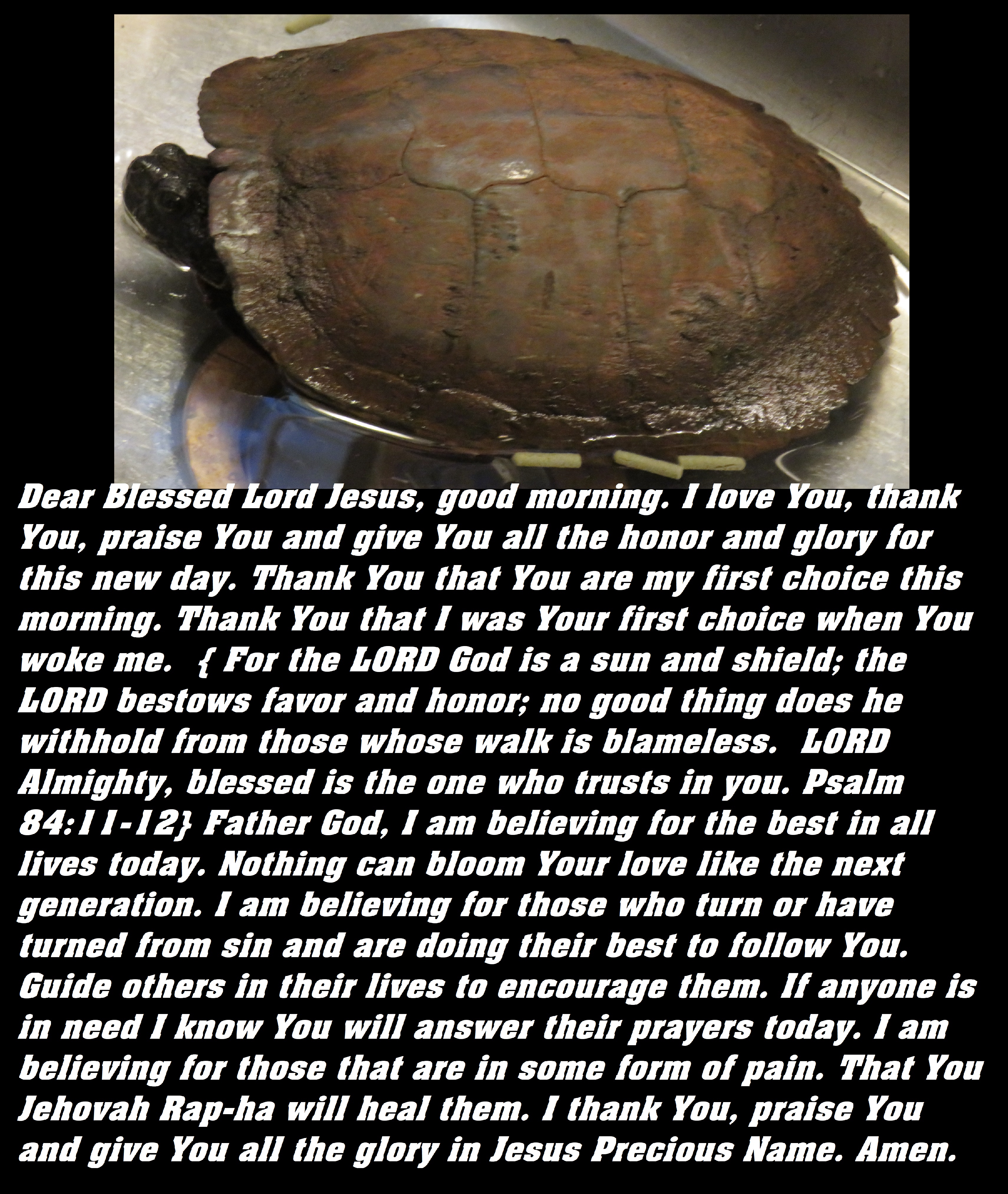 © Photo Artist Susan Ruth Robertson 090025006100 SX 540HS  (7).JPG